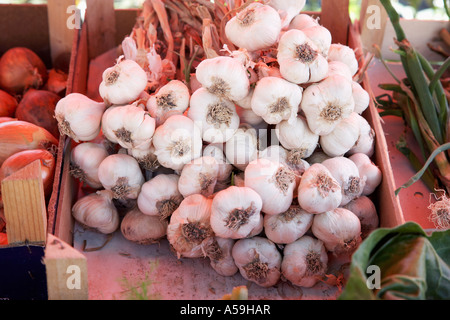 Knoblauch Stockfoto