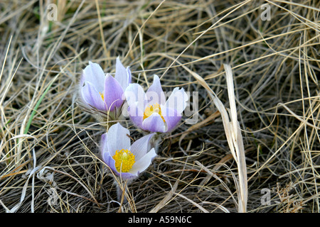 Wildblumen Prairie Crocus westlichen anemone Stockfoto