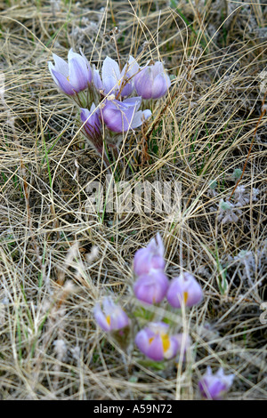 Wildblumen Prairie Crocus, westlichen anemone Stockfoto