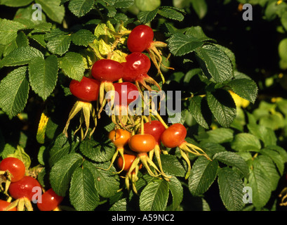 Eine Reihe von sehr großen roten Hagebutten auf einen Rosenbusch Stockfoto