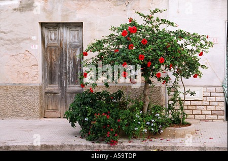 Bild der Eingang zur alten italienischen Haus mit Baum in Blüte. Alte Holztür und rissige Wände. Stockfoto