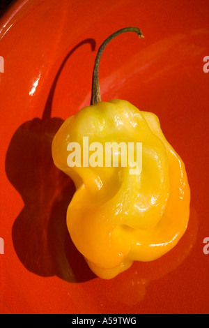 Single Scotch Bonnet Chili auf rotem Teller Stockfoto