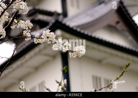 Sakura-Kirschblüten auf historischen Kanazawa japanische Burg Stockfoto