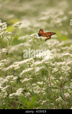 Monarchfalter Danaus Plexippus auf späten Boneset Eupatorium Serotinum Wolf Road Prärie Illinois USA Stockfoto