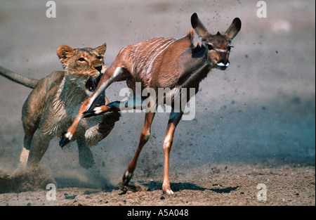 Löwe Panthera Leo Löwin Auslösung Jagd junge Kudu Etosha Nationalpark Namibia Verteilung Sub-Sahara-Afrika Stockfoto