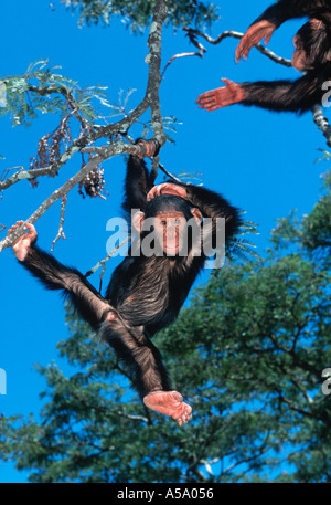 Schimpansen Pan Troglodytes Babys spielen Zentralafrika Stockfoto