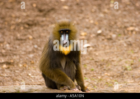 Ein Mandrill im Colchester zoo Stockfoto