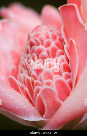 Wunderschöne zarte Weichheit eine "Rosa Fackel Ingwer", "Rose de Porcelaine" - 'La Réunion Island' Stockfoto