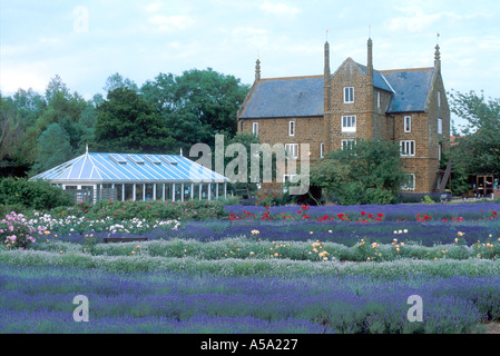LAVENDELFELDER HEACHAM WEST NORFOLK EAST ANGLIA ENGLAND UK Stockfoto