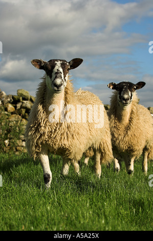 Nahaufnahme von Mule Gimmer Lamm Stockfoto