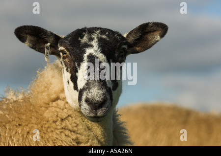 Nahaufnahme von Mule Gimmer Lamm Stockfoto