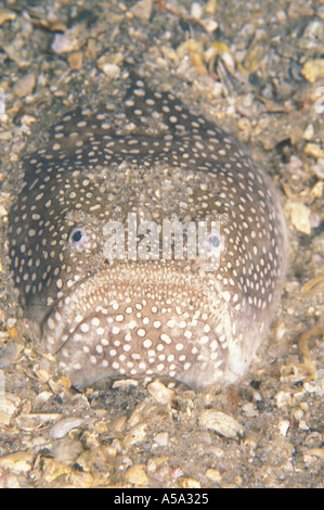 Nördlichen Stargazer Astroscopus guttatus Stockfoto