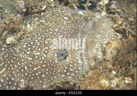 Nördlichen Stargazer Astroscopus guttatus Stockfoto