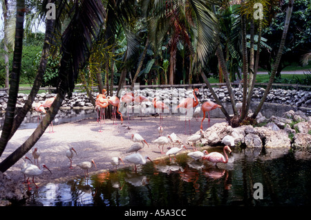 Rosa Flamingos im Park Florida Stockfoto