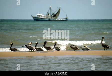 Belize Dandriga braune Pelikane auf sandbank Stockfoto