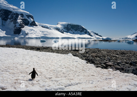 Gentoo Penguin Danko Insel auf der antarktischen Halbinsel in der Antarktis Stockfoto