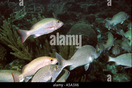 Belize Unterwasser Schule der sortierten Grunzen Stockfoto