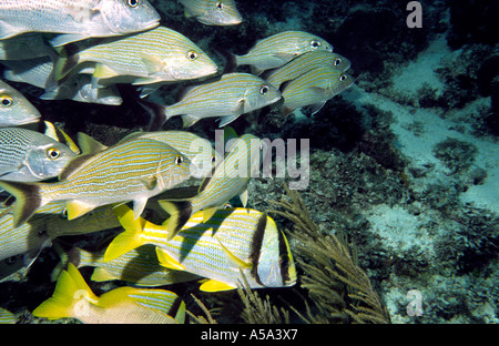 Belize Unterwasser blau gestreift Grunzen Haemulon Sciurus Porkfish Anisotremus surinamensis Stockfoto