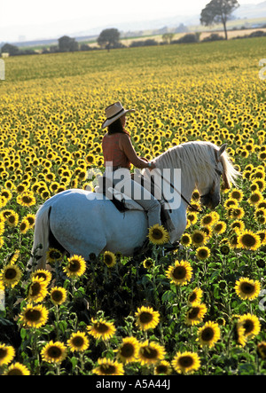 Pura Raza Espanola-Andalusier Andalusier Stockfoto