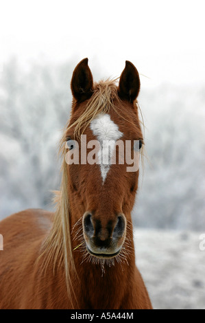 Anglo Vollblutaraber Anglo arabischen Pferd Stockfoto