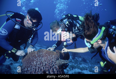 Eine Gruppe von Tauchern untersucht einen Anglerfisch, verbunden mit einem Korb Schwamm vor Pamilacan Island, Bohol Philippinen Stockfoto