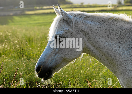 Connemara Vollblutaraber Stute Trixi 31 Jahre alt Stockfoto