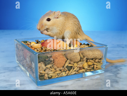 Rennmaus sitzt in seiner Schüssel essen Fütterung füttern Mais Glas Box Nuss Peantus Apfel blau Hintergrund Stockfoto