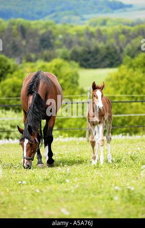 Deutsches Warmblut Stute Mit Fohlen Auf Weide Stockfoto