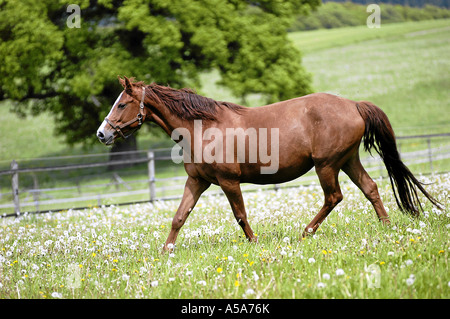 Deutsches Warmblut Stute Mit Fohlen Auf Weide Stockfoto