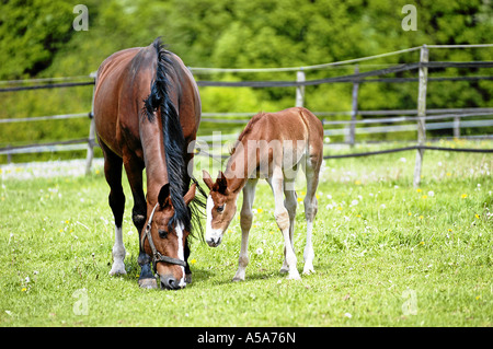 Deutsches Warmblut Stute Mit Fohlen Auf Weide Stockfoto