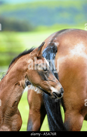 Deutsches Warmblut Stute Mit Fohlen Auf Weide Stockfoto