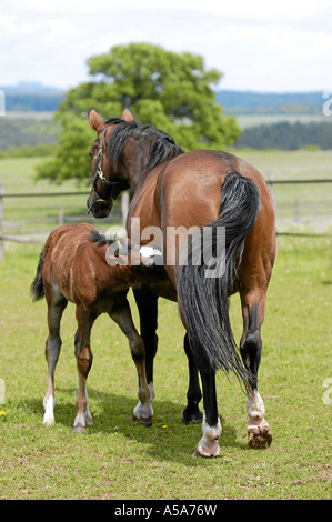 Deutsches Warmblut Stute Mit Fohlen Auf Weide Stockfoto