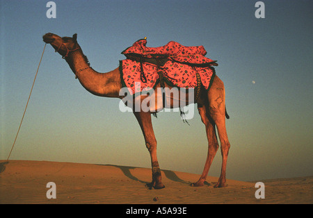 Kamel in der Wüste (Indien) Stockfoto