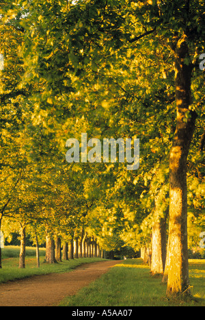 Allee der Bäume, Schweiz Stockfoto