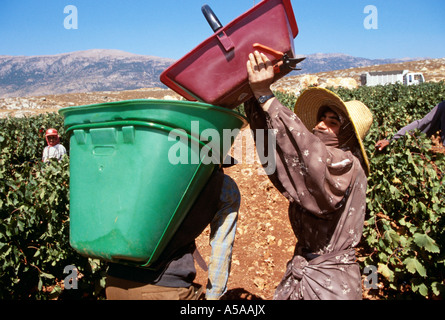 Beduinen-Männer arbeiten in einem Weinberg im Libanon Bekka Tal Stockfoto