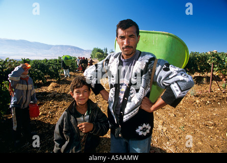 Eine Beduinen-Arbeiter im Weinberg im Libanon Bekka Tal Stockfoto