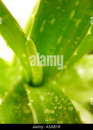 Aloe Vera Pflanze Tipp mit Wasser Tropfen Stockfoto
