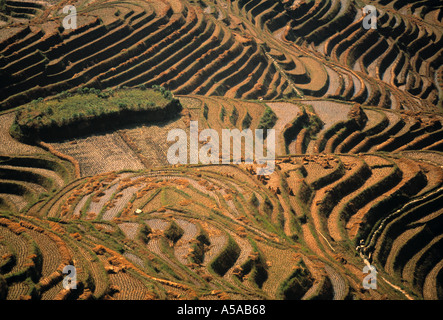 Reisfelder, Longsheng, Provinz Guangxi, China Stockfoto