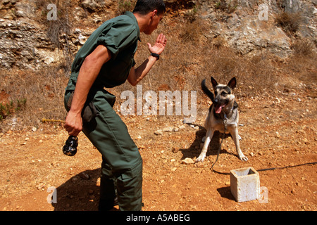 Militärisches Personal Training Hund an landmine Betrieb, Libanon Stockfoto