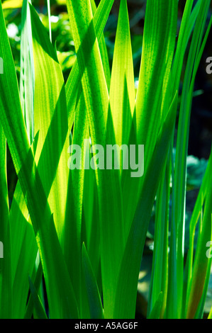 Blätter von der Flagge Iris Iris Pseudocaras Silhouette gegen das Abendlicht in einem London-Teich Stockfoto