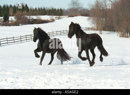 Friesische Pferde galoppieren auf uns über Schnee bedeckt Fahrerlager Stockfoto