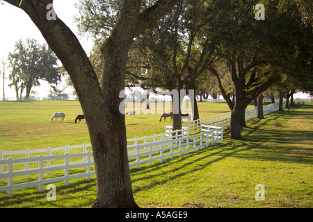 Paso Fino Stuten in szenischen Weiden Weide Ocala FL Stockfoto