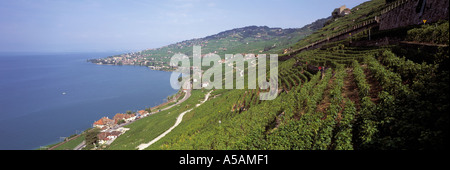 Panoramablick auf die Weinberge entlang der Ufer des Genfer Sees, Schweiz Stockfoto