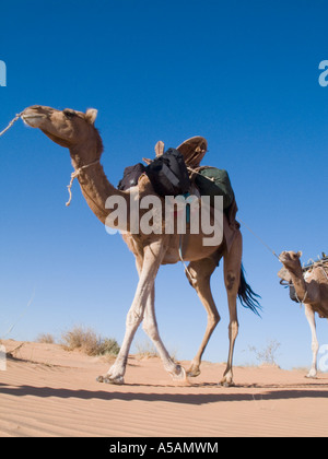 Kamele, trekking in der Wüste Sahara. Stockfoto