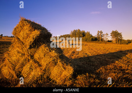 Haybales im Feld bei Sonnenuntergang Smithers British Columbia Stockfoto