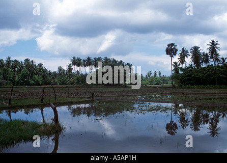 Reisfelder in Sri Lanka Stockfoto