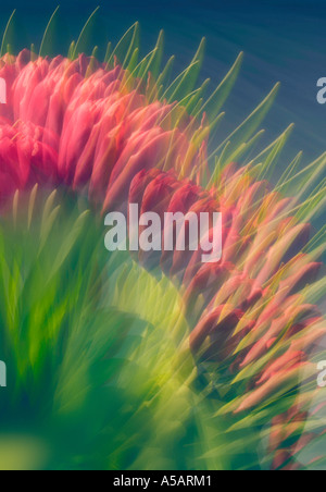 Rote Tulpen Blumen Mehrfachbelichtung Stockfoto