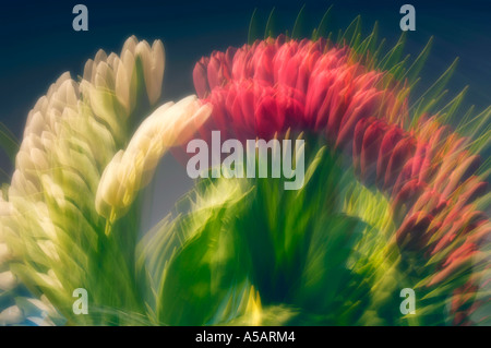 Rote und weiße Tulpen Blumen Mehrfachbelichtung Stockfoto