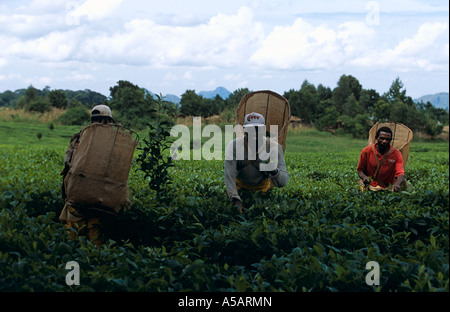 Arbeitnehmer Ernte Tee Blätter in der Plantage, Malawi, Afrika Stockfoto