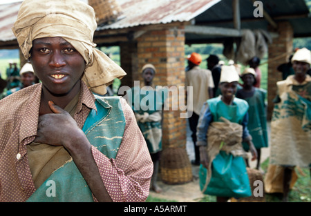 Teepflückerinnen bei Tee Plantage, Malawi, Afrika Stockfoto